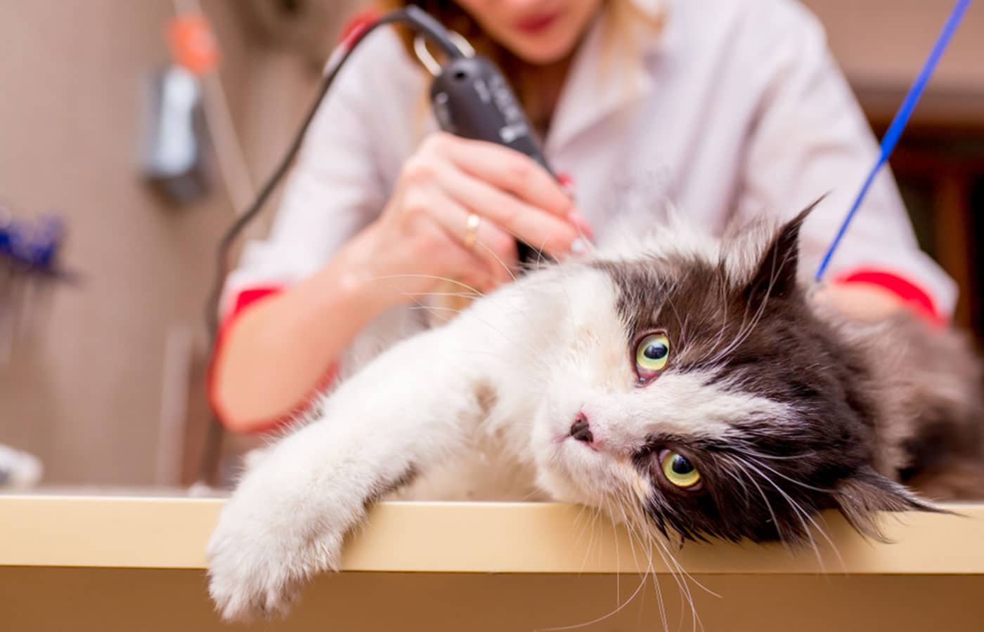 Veterinary team member clipping the fur of a black and white cat with electric clippers