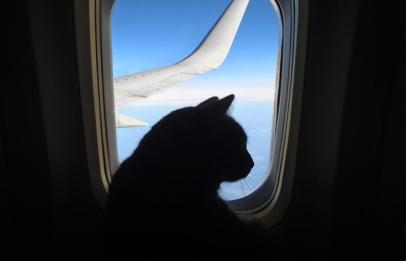 Black cat silhouetted at an airplane window with the wing and blue sky outside