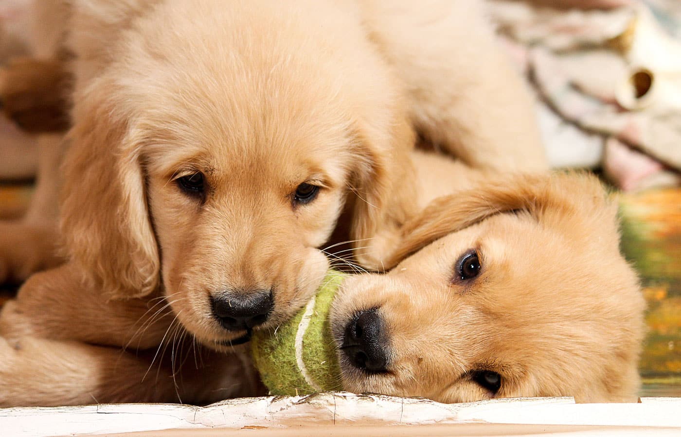 Two golden puppies lying together and chewing a green tennis ball