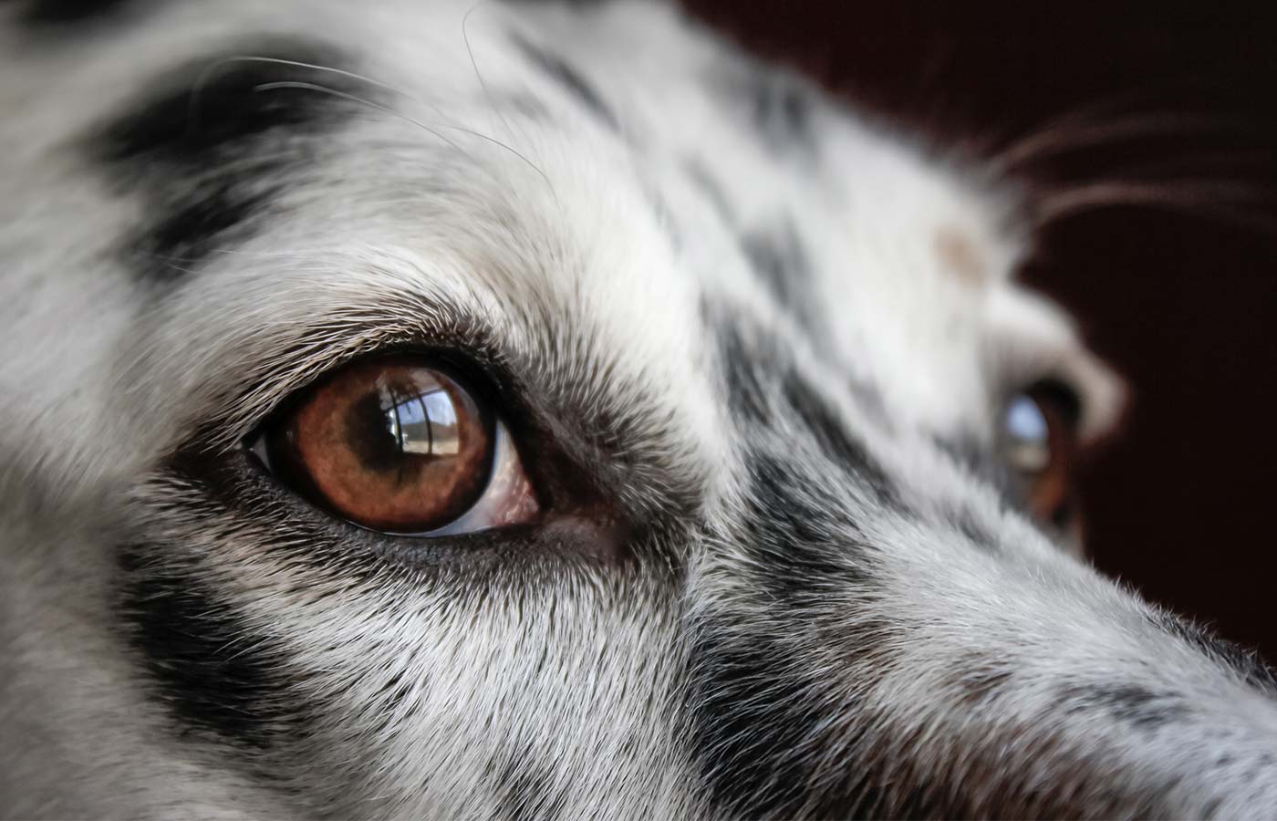 Close-up of a black and white dog's face and brown eye